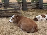 بقرة, Simmental cattle — الصورة 2