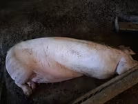 母猪 — 照片 1