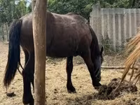 公马, Horses — 照片 3