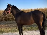 Hing, Lovak — 2. fotó