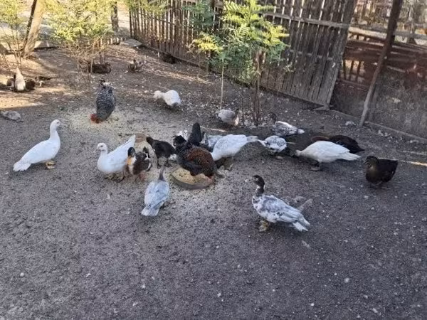 Ducks