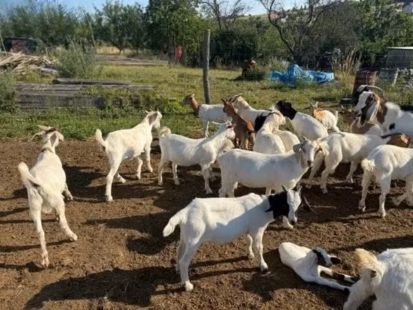 Koza, Kozy — Maďarsko