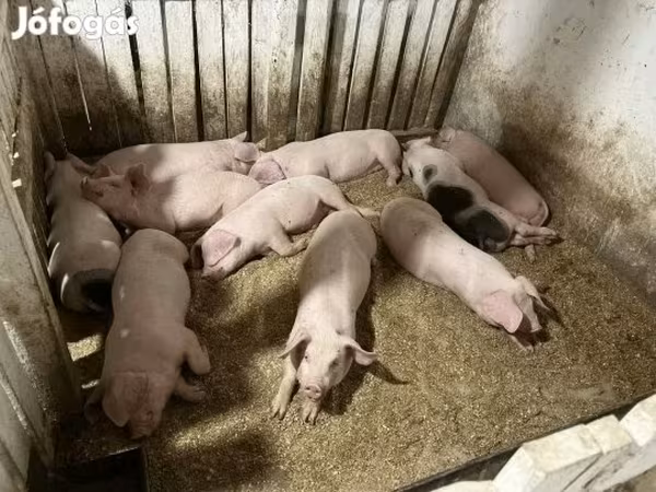 母猪, Pigs