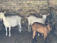 Nőstény kecske, Saanen goat — 2. fotó