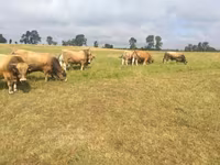 Býk, Aubrac cattle — foto 4