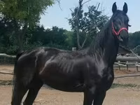 Mare, Friesian — photo 4