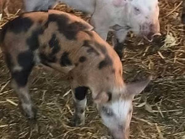 Porcs (lot, sexe non indiqué), 