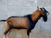 Goat, Alpine goat — photo 3
