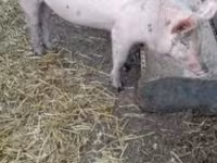 公猪, Pigs — 照片 5