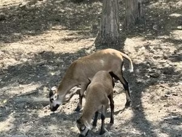 Kozel, Kozy — Maďarsko