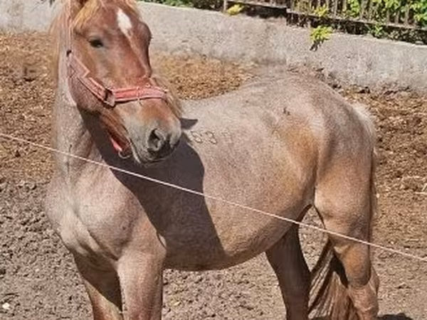 Caballo, Hungarian horse breed — Hungría