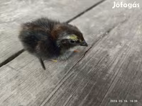 Quails — الصورة 4