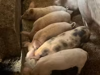 Porcs (lot, sexe non indiqué), Porcs — photo 1