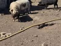 母猪, Pigs — 照片 2