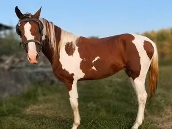 At, American paint horse