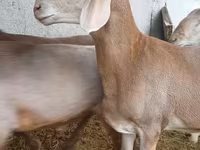 Carnero, Arashan sheep — foto 2