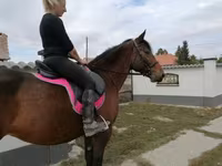 母马, Hungarian horse breed — 照片 3