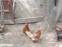 Chickens — 1. fotó