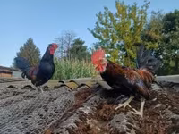 Chickens — फ़ोटो 1