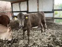 Tehén, Charolais cattle — 2. fotó