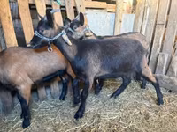 公山羊, Alpine goat — 照片 3