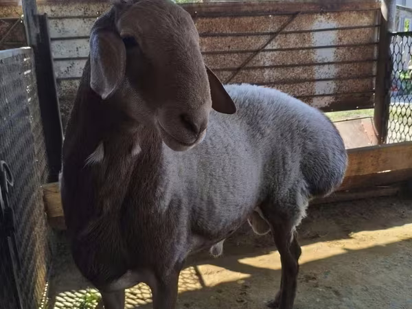 Schaf, Arashan sheep
