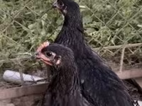 Australorp — foto 3