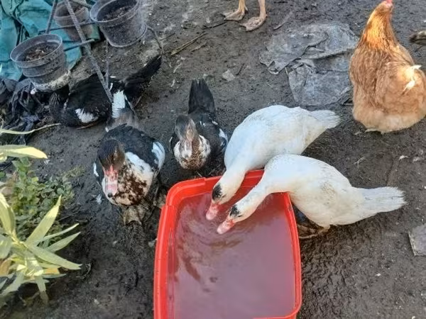 Ducks