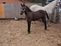 حصان, Lipizzaner — الصورة 5