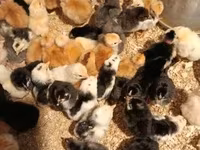 Chickens — foto 2