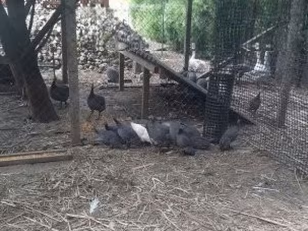 Guinea fowl