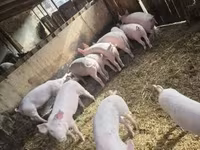 公猪, Pigs — 照片 4