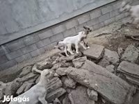 عنزة, الماعز — الصورة 2