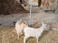 Nőstény kecske, Saanen goat — 1. fotó