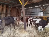 Toro, Ganado vacuno — foto 5