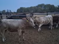 Bika, Simmental cattle — 2. fotó
