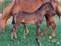 Horse (M), Hungarian horse breed — photo 6
