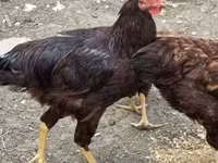रोड आइलैंड रेड — फ़ोटो 3