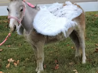 घोड़ी, Miniature horse — फ़ोटो 3