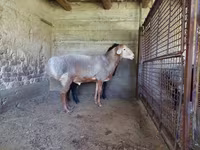 Widder, Arashan sheep — Foto 2
