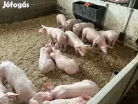 Pigs (batch, sex not specified), Гипор — photo 1
