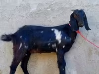 Koza, Beetal goats — foto 3
