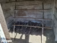 Guinea fowl — Foto 4