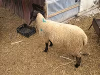Kos, White Suffolk sheep — 3. fotó