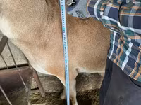 Kos, Afghan Arabi sheep — 5. fotó