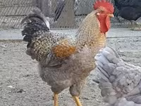 Chickens — 2-сурет