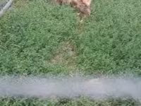 Chickens — foto 4