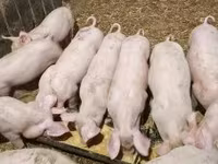 母猪, Гипор — 照片 5