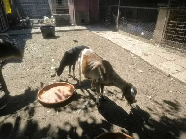 Kozioł, Kozy — Węgry