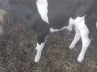Bika, Holstein fajta — 3. fotó